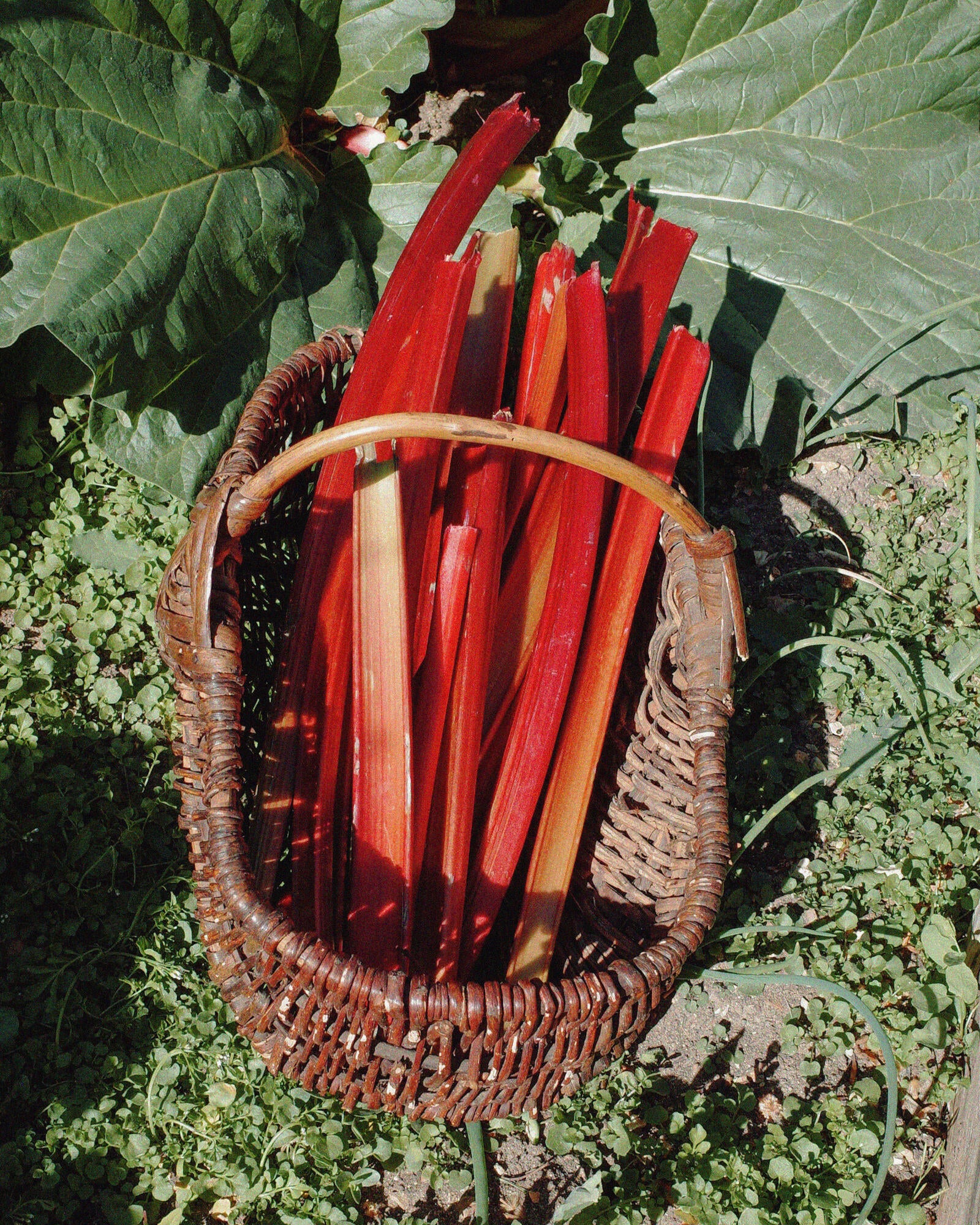 Rhubarb / Geranium Travel Essentials - Image 4